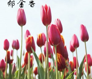 香味微胶囊（感香粉）